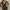 files/Ciao_lucia_Leopard_Dress_1.webp