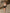 Pieva: Black Cotton Shorts